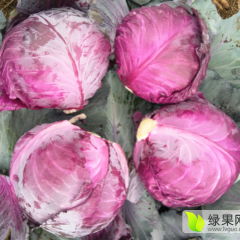 洛南现有大量紫甘蓝上市，菜色纯正