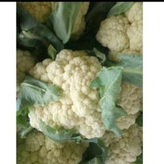 东昌府菜花 另有西葫芦，西红柿，大扁