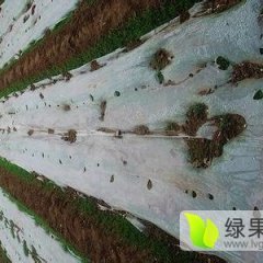 山东肥城王庄镇土豆集中种植区荷兰十五