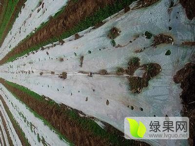 2016年山东肥城荷兰十五价格