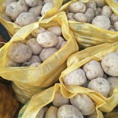 陕西定边夏波蒂土豆大量窖存上市