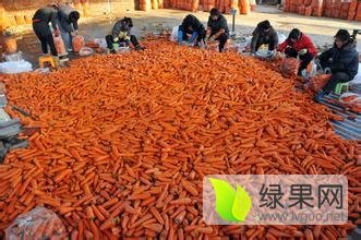 2016年河北清苑三红胡萝卜价格