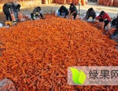 2016清苑胡萝卜今年价格有看点