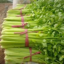 山东聊城芹菜品种是法国皇后，黄杆，绿叶