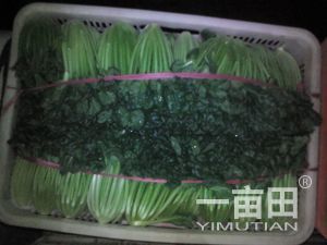 2016年山东阳谷小香芹价格