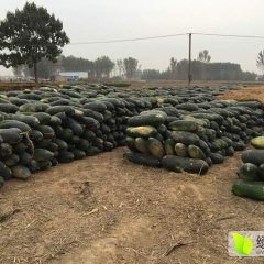 河南通许子弹头黑皮冬瓜量大价价优