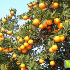 公安柑橘皮薄甜度高，色泽亮度好