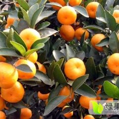 兴安桂北陆女士10月南丰蜜桔柑橘