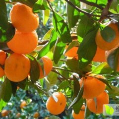 兴安界首邹生11月南丰蜜桔柑橘