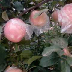 临猗耽子镇后土营纸加膜和膜袋红富士