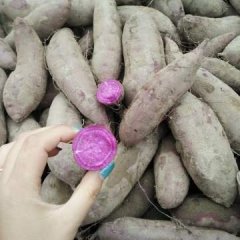 2016开封县红薯值得出手