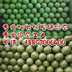 甘肃硒砂瓜金花金城专业代发代收