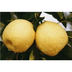 大荔两宜张红阳10月砀山酥梨