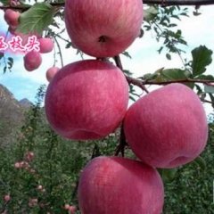 山西翼城苹果
