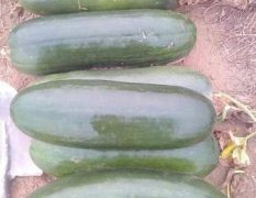 永济蒲州镇租种了五六百亩土地种植冬瓜和玉米