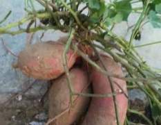 山西永济上百亩的商薯19红薯，人工种植
