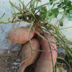 山西永济上百亩的商薯19红薯，人工种植