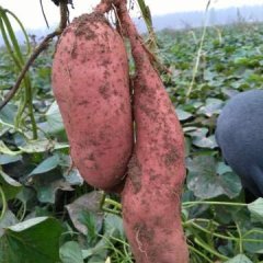 原阳阳阿乡徐文跃自己种植60亩龙署九号红薯