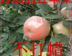 晋州市红富士苹果出售 有套纸袋的