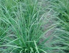 曹县全年供应各种“麦冬苗”地被草”基地
