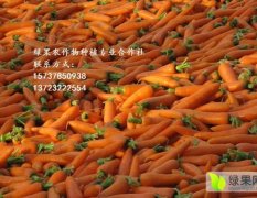 开封县现有万亩胡萝卜上市