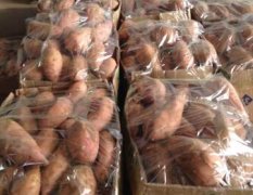 河南开封龙署九号红薯价格 提供良好的货源