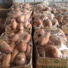 河南开封龙署九号红薯价格 提供良好的货源