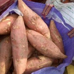 夏津龙署九号红薯 烟薯25号1.4元/每斤
