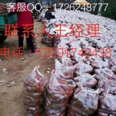 邹城市张庄镇杨家庄村万臣地瓜合作社济薯21