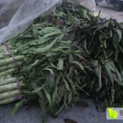 山东路南基地供应一般质量的莴苣