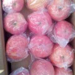 临猗东张荆成文10月纸加膜红富士苹果