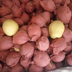 河北邯郸魏县梨乡水城，本村有鸭梨