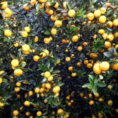 广西富川南丰蜜桔大量上市了