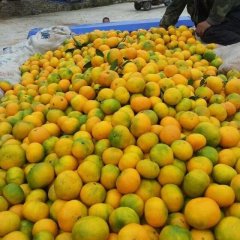 湖北省丹江口市龙山镇土台乡柑橘