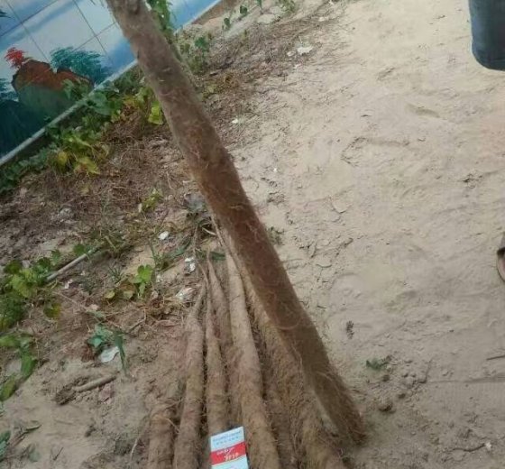 2016年山东单县白玉山药价格