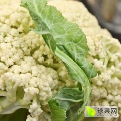 牡丹菜花是名优特产,吕陵王月增诚信合作