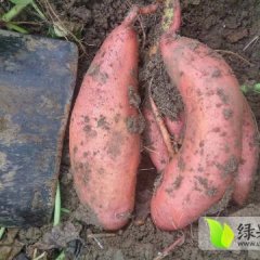 博兴红薯有苏薯十六，龙薯九号等品种