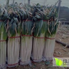 费县大葱上货量大，葱白长大约在40公分