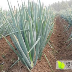山东乐陵自家种长白大葱上市 20万斤 无中间商