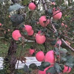 陕西省，咸阳市，渭北旱原的萍果大量上市