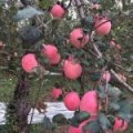 陕西咸阳永寿县红富士苹果