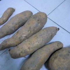 河北定兴 红薯刚刚收获完毕