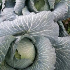 2016君山十月开始大量甘篮上市