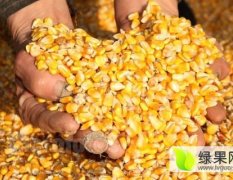 宁县玉米 种植业主要以小麦、玉米、高粱为主 欢迎采购