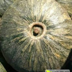 吉林汪清金韩密本南瓜香甜可口
