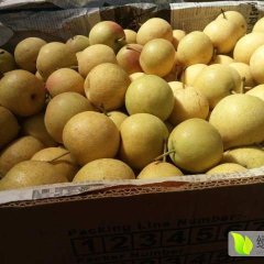 绥中绥中刘经理10月南果梨