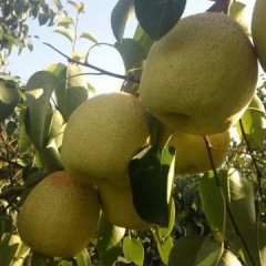 辽宁绥中酥梨欢迎合作