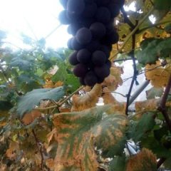 辽宁绥中绥中葡萄价格行情平稳