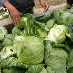 钟祥旺旺甘蓝本基地种植甘蓝多年，品种优秀