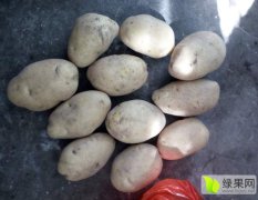 河北张北县10月荷兰十五，226马铃薯种薯